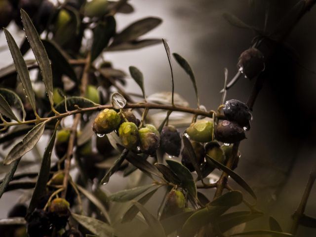 πρόγνωση για Πέμπτη 14-11-24