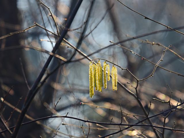 πρόγνωση για Τρίτη 12-2-2024